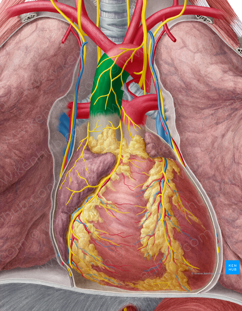 Ascending aorta (#719)