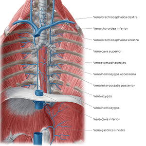 Veins of the posterior thoracic wall (Latin)