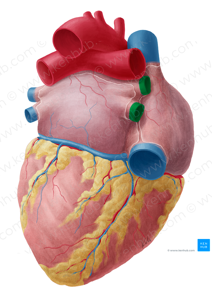 Right pulmonary veins (#10202)