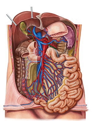 Inferior mesenteric vein (#10409)