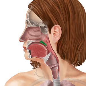 Soft palate (#7596)