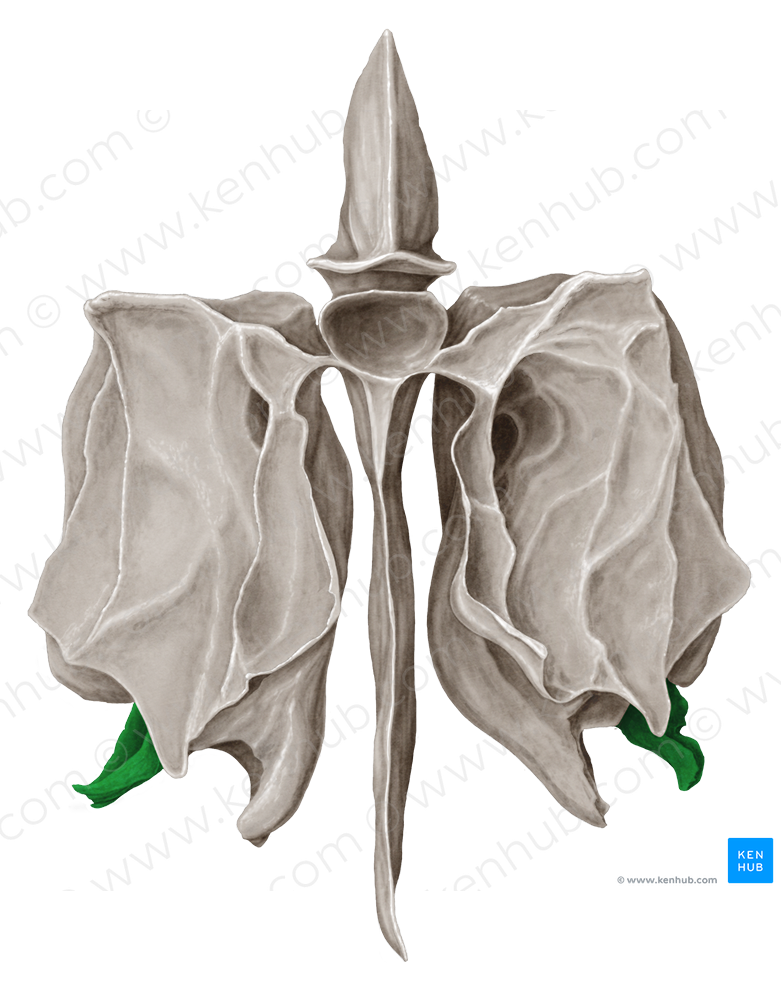 Uncinate process of ethmoid bone (#8352)