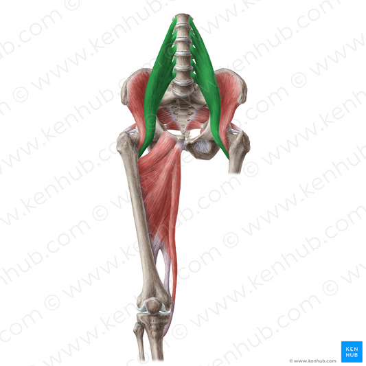 Psoas major muscle (#19643)