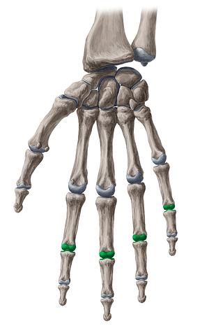 Proximal interphalangeal joints of 2nd-5th fingers (#2056)