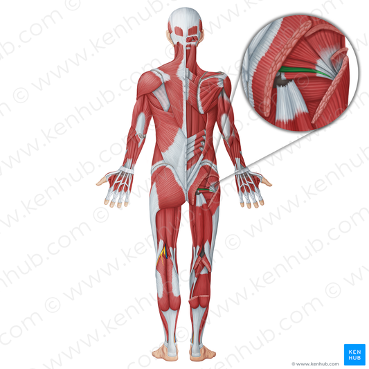 Obturator internus muscle (#18711)