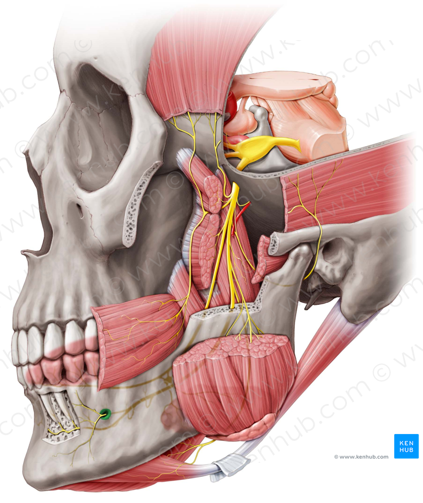 Mental foramen of mandible (#3775)