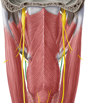 External branch of superior laryngeal nerve (#8680)