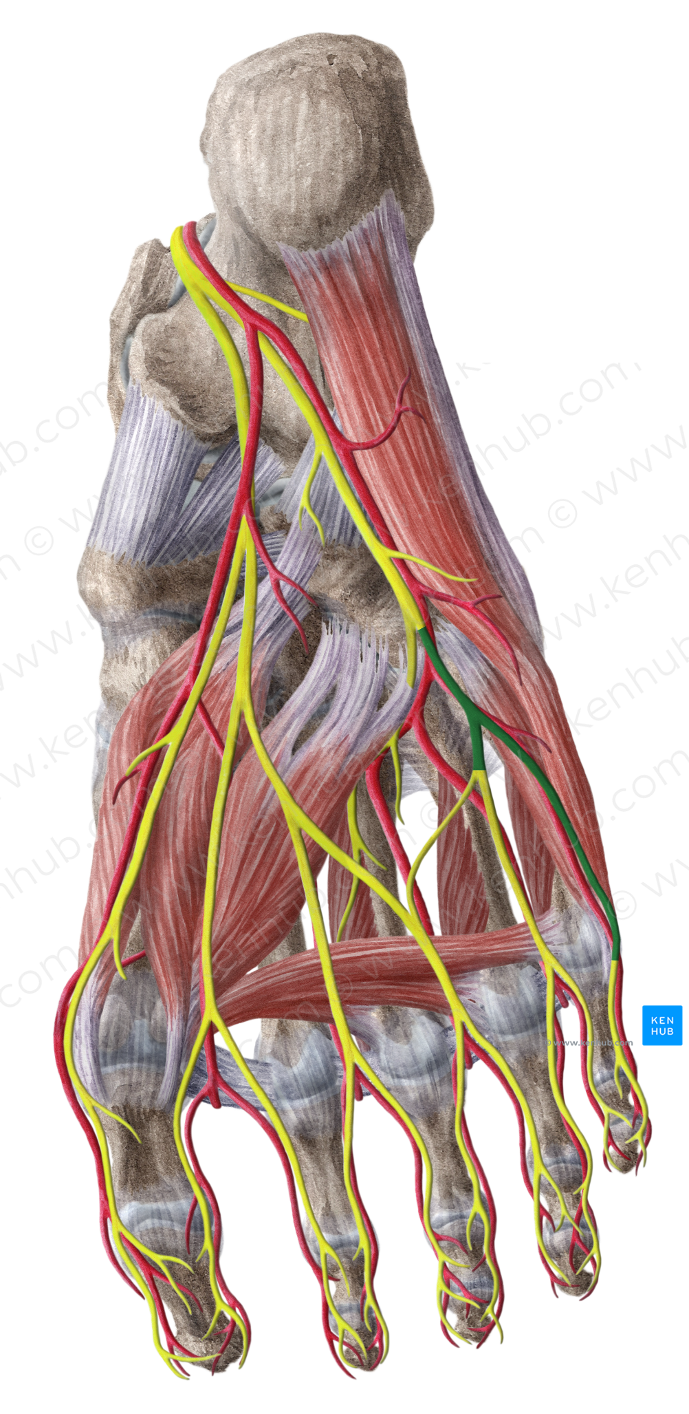 Superficial branch of lateral plantar nerve (#8805)