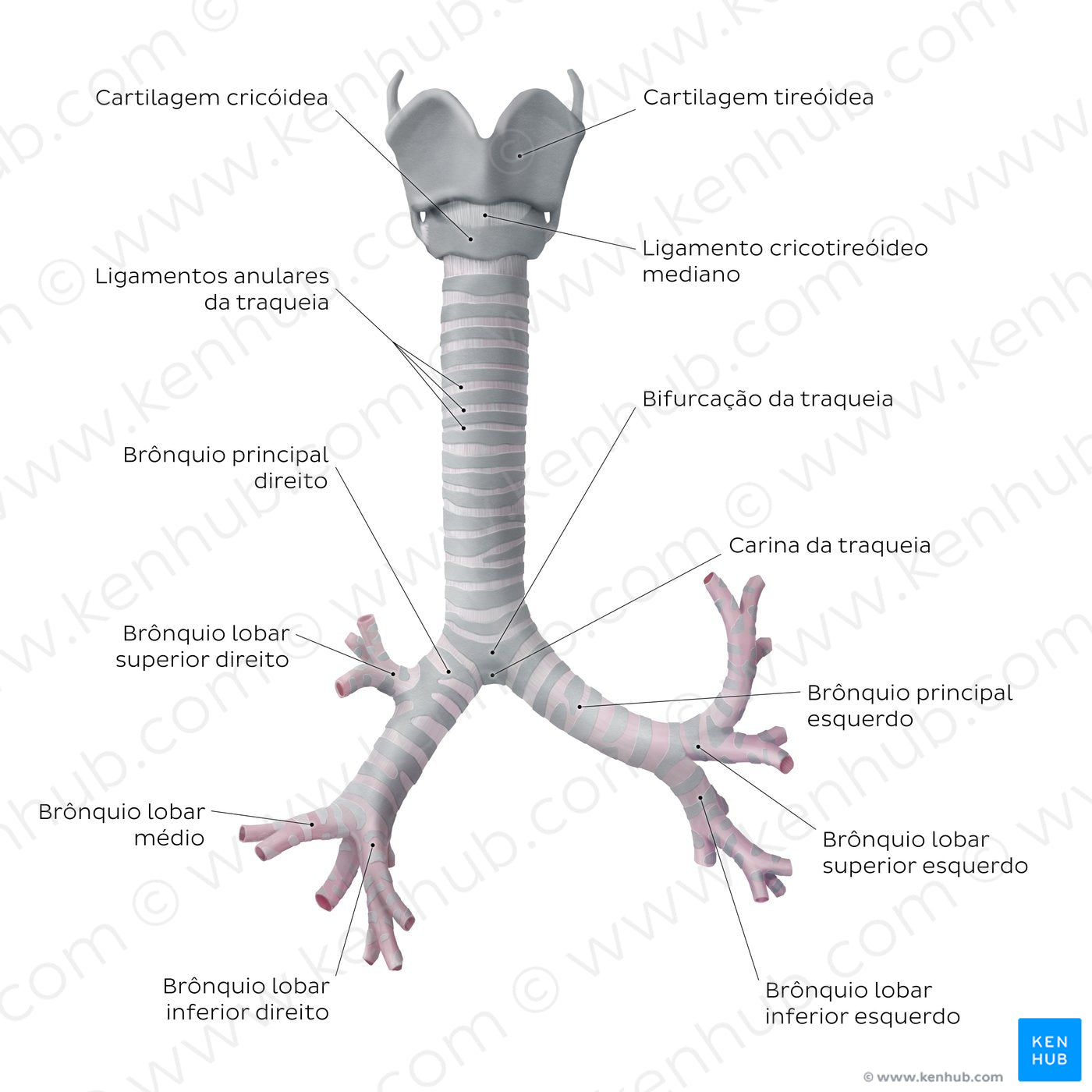 Trachea and bronchi (Portuguese)