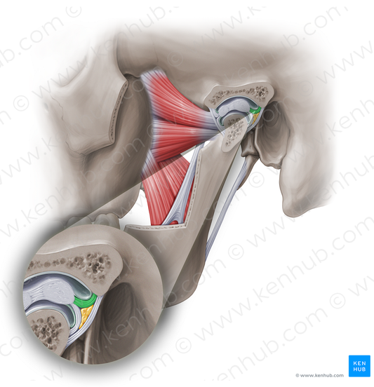 Posterior temporal attachment of articular disc of temporomandibular joint (#18971)