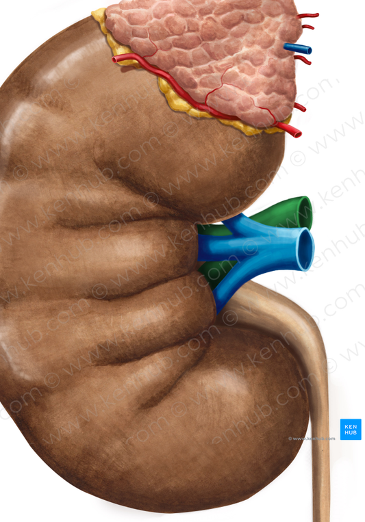 Right renal artery (#1746)