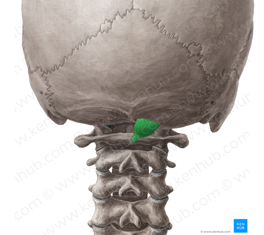 Rectus capitis posterior minor muscle (#5847)