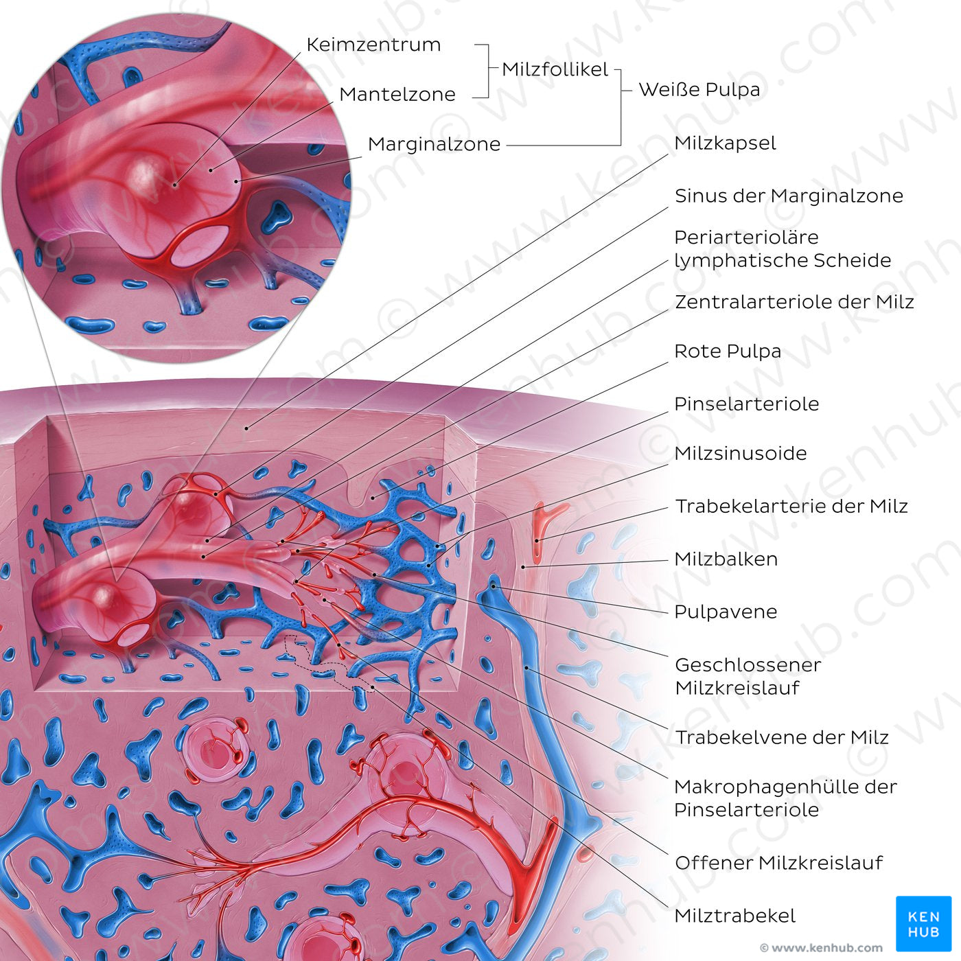 Spleen microcirculation (German)