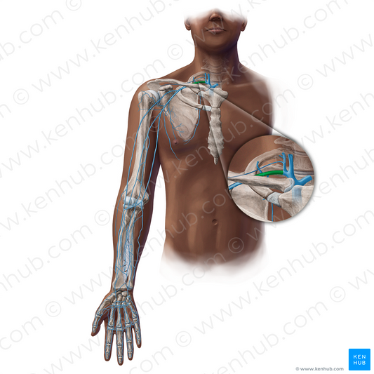 Subclavian vein (#19440)