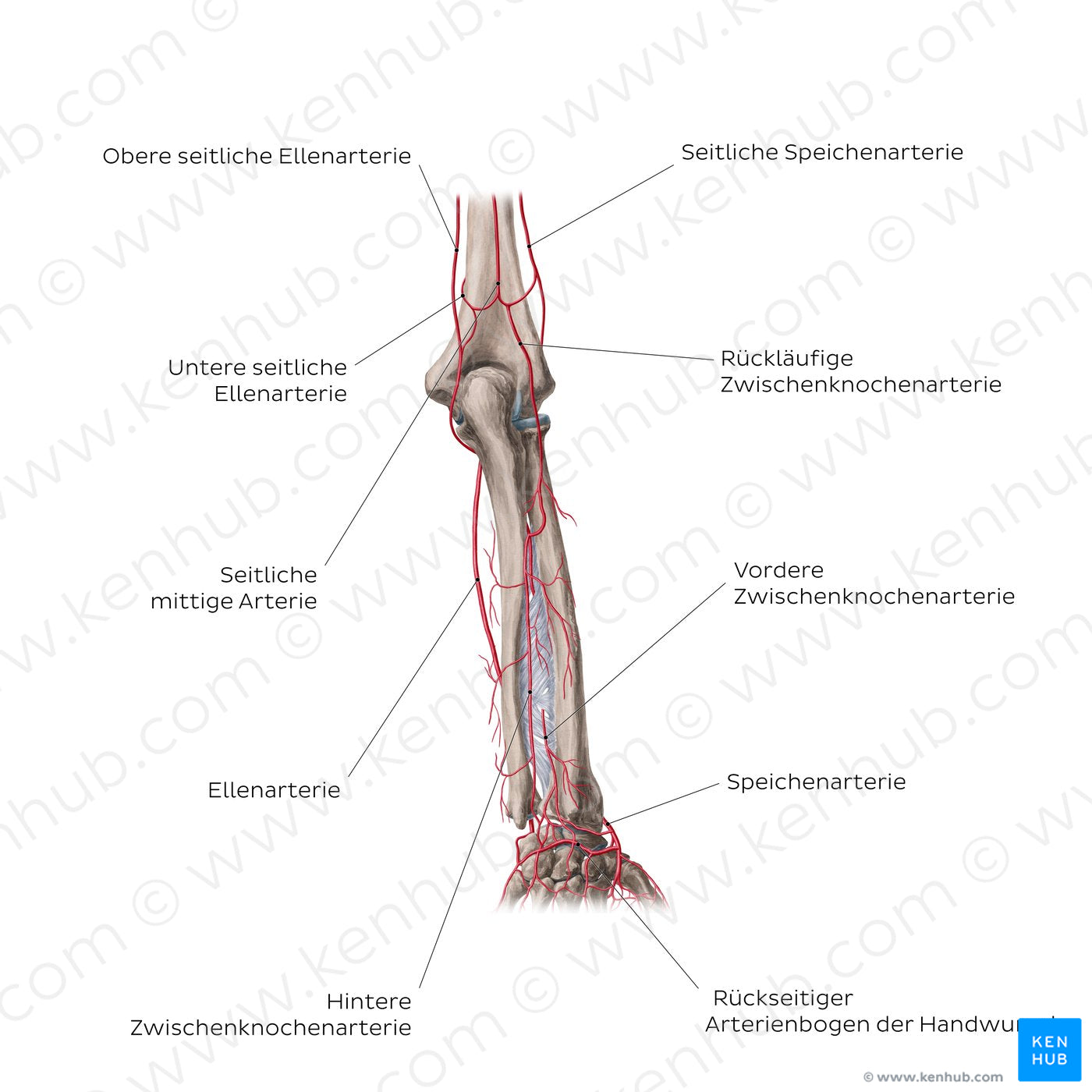 Arteries of the forearm: Posterior view (German)
