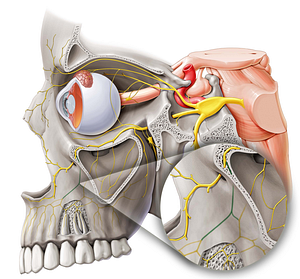 Anterior superior alveolar nerve (#6309)