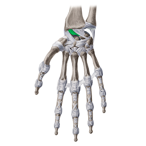 Radioscapholunate ligament (#20658)