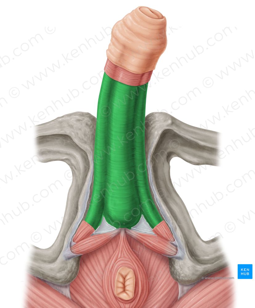 Deep fascia of penis (#3571)