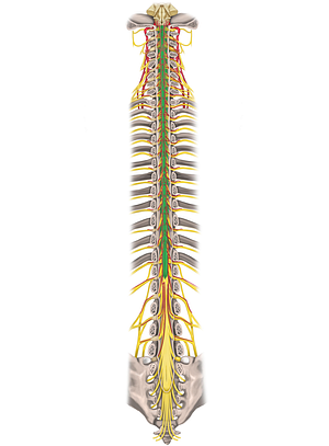 Spinal cord (#5015)