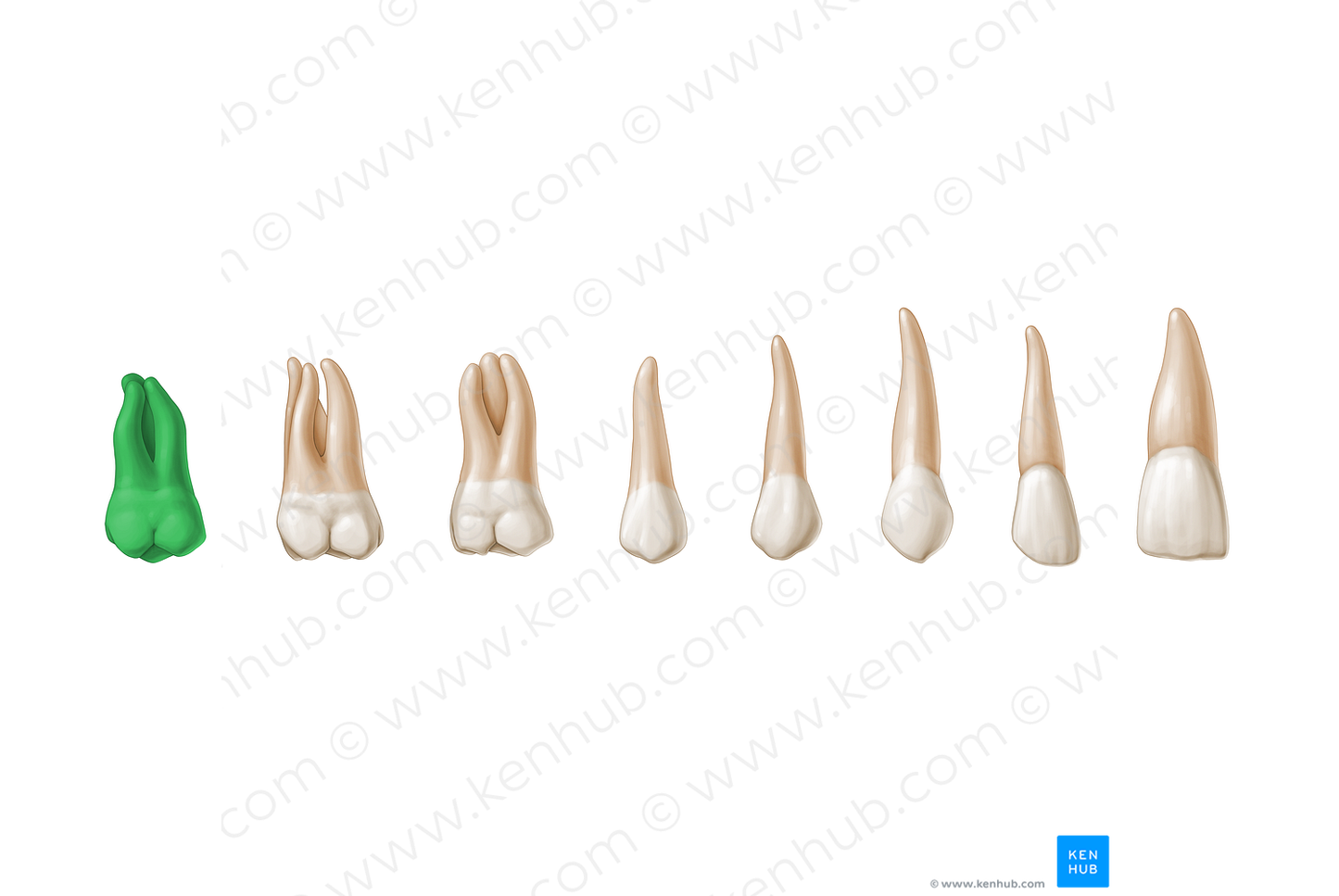 3rd molar tooth (#3222)