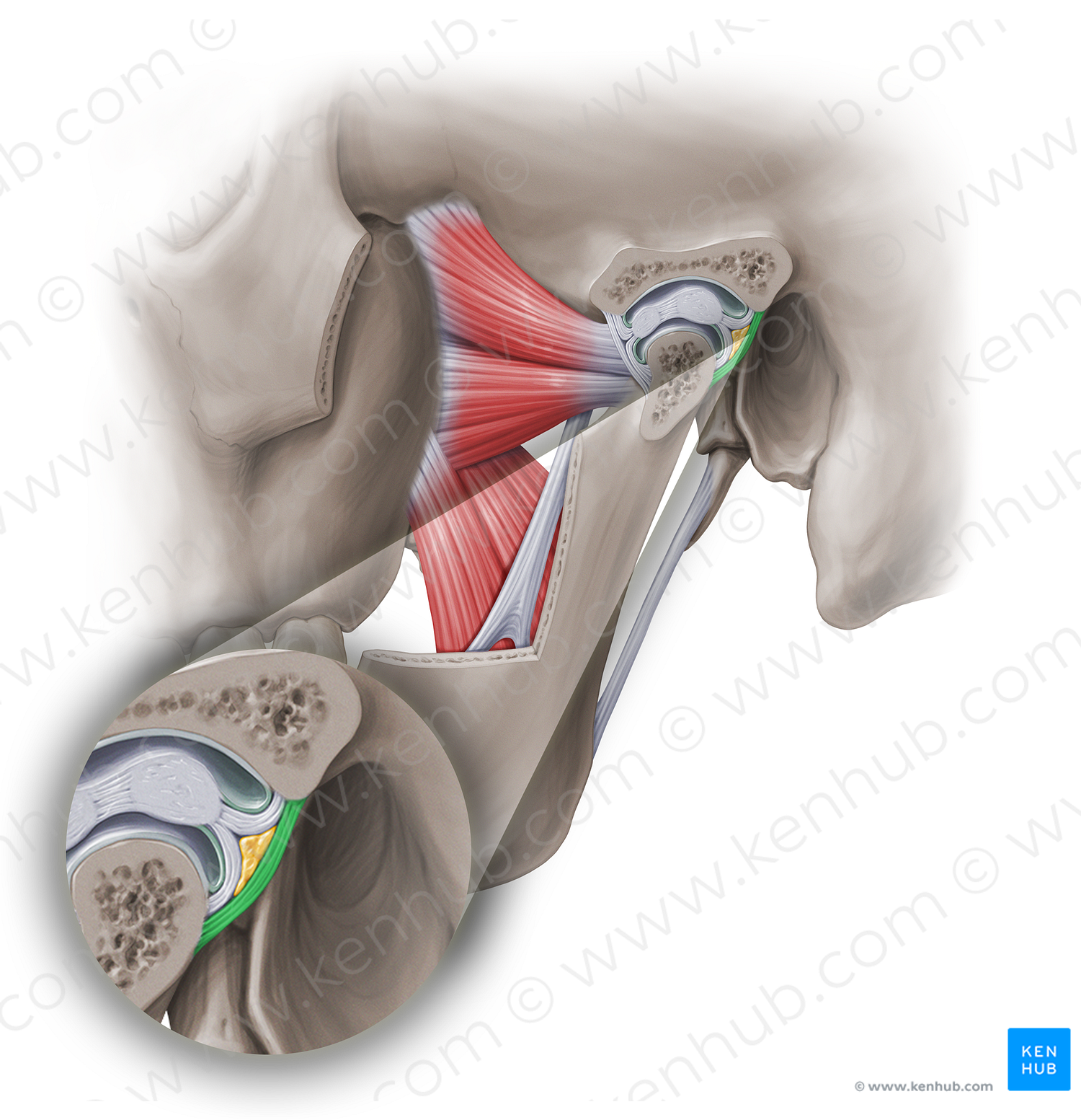 Posterior articular capsule of temporomandibular joint (#18960)