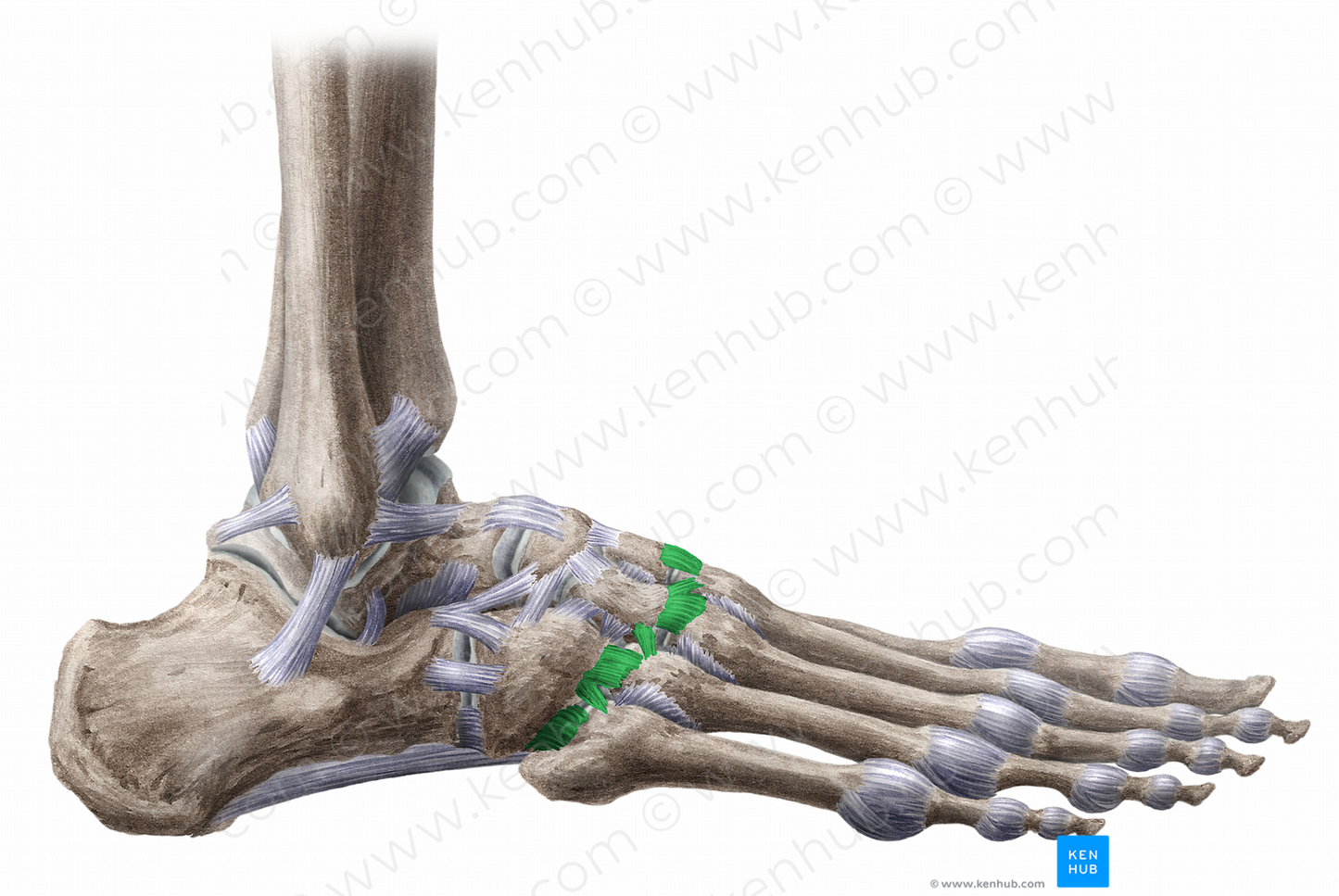 Dorsal tarsometatarsal ligaments (#11481)