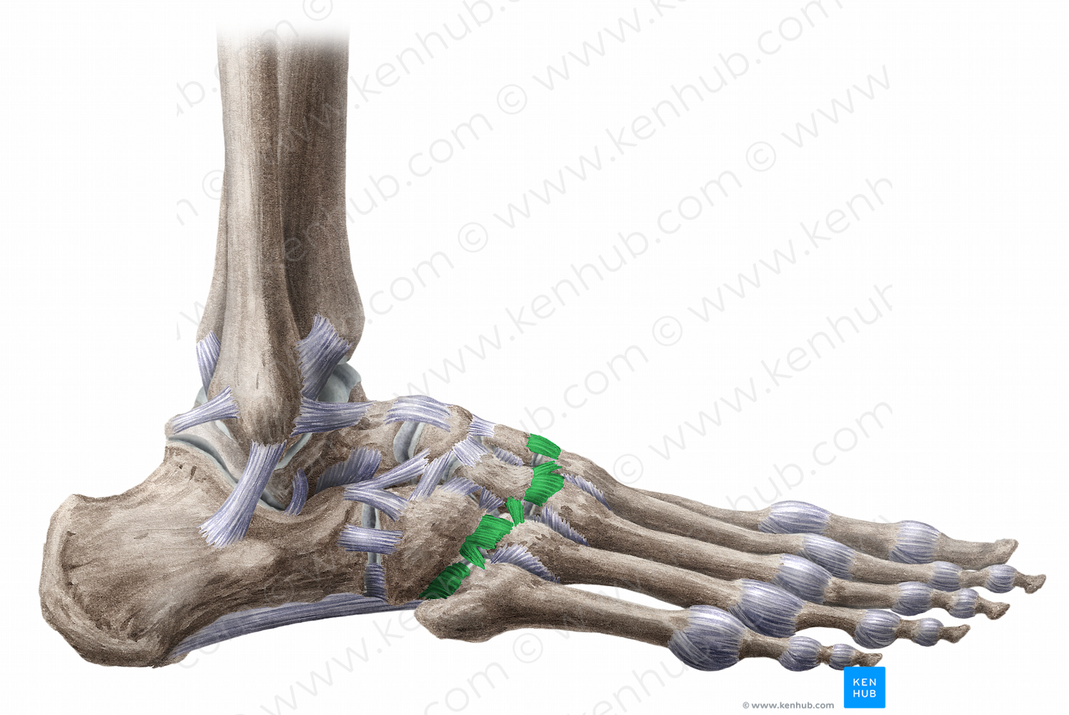 Dorsal tarsometatarsal ligaments (11481) Kenhub Image License Store