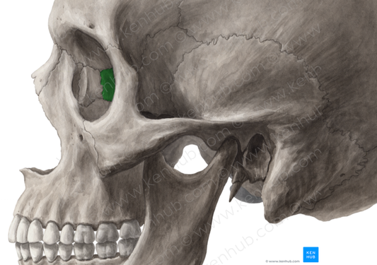 Orbital plate of ethmoid bone (#4404)