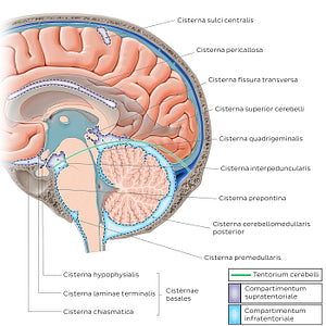 Subarachnoid cisterns of the brain (Sagittal) (Latin)