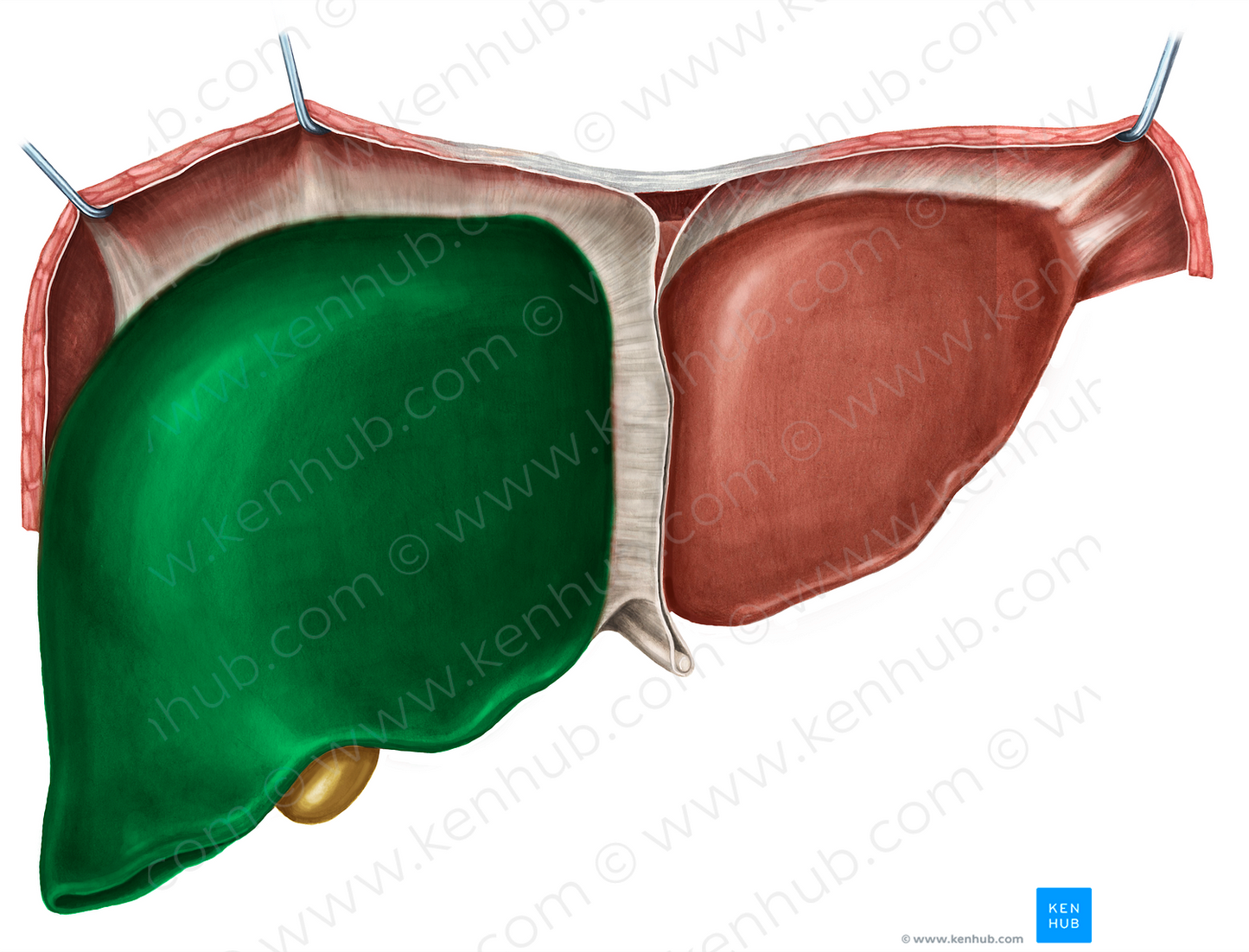 Right lobe of liver (#4787)