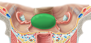 Fundus of uterus (#3926)