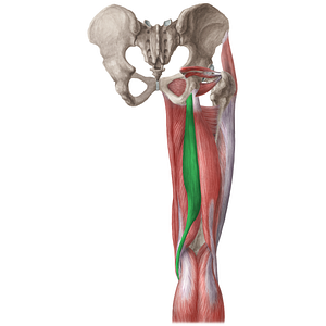 Semitendinosus muscle (#5937)