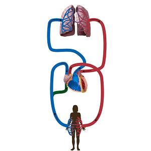 Inferior vena cava (#19830)