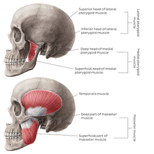 Muscles of mastication (English)