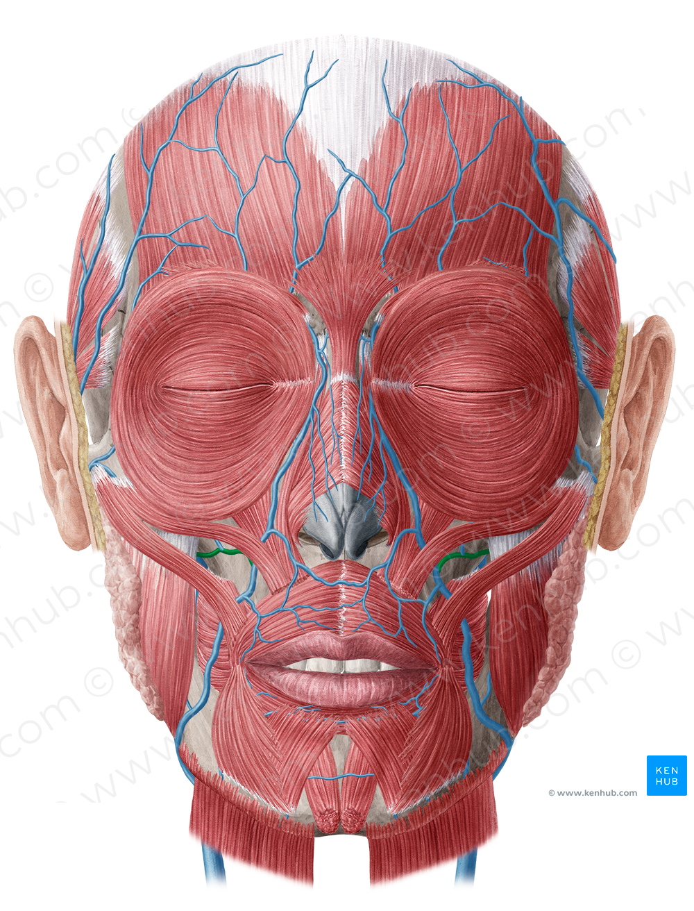 Deep facial vein (#10494)