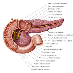 Pancreatic duct system (Latin)