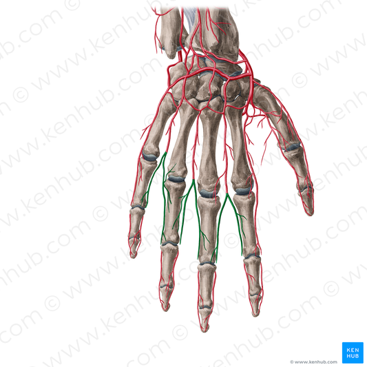 Dorsal digital arteries of hand (#1130)