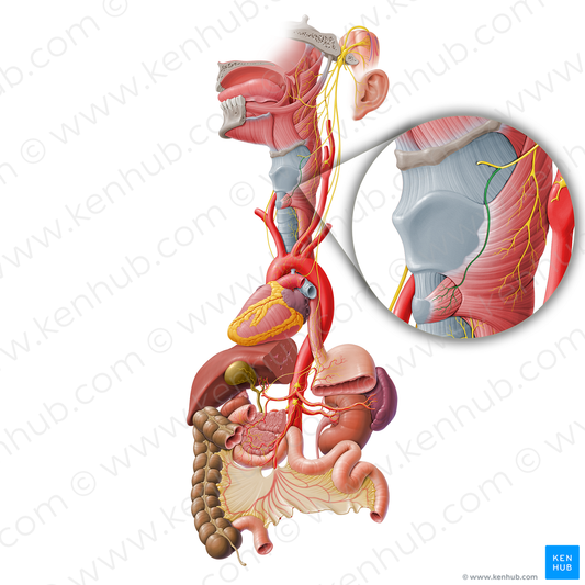 External branch of superior laryngeal nerve (#8681)