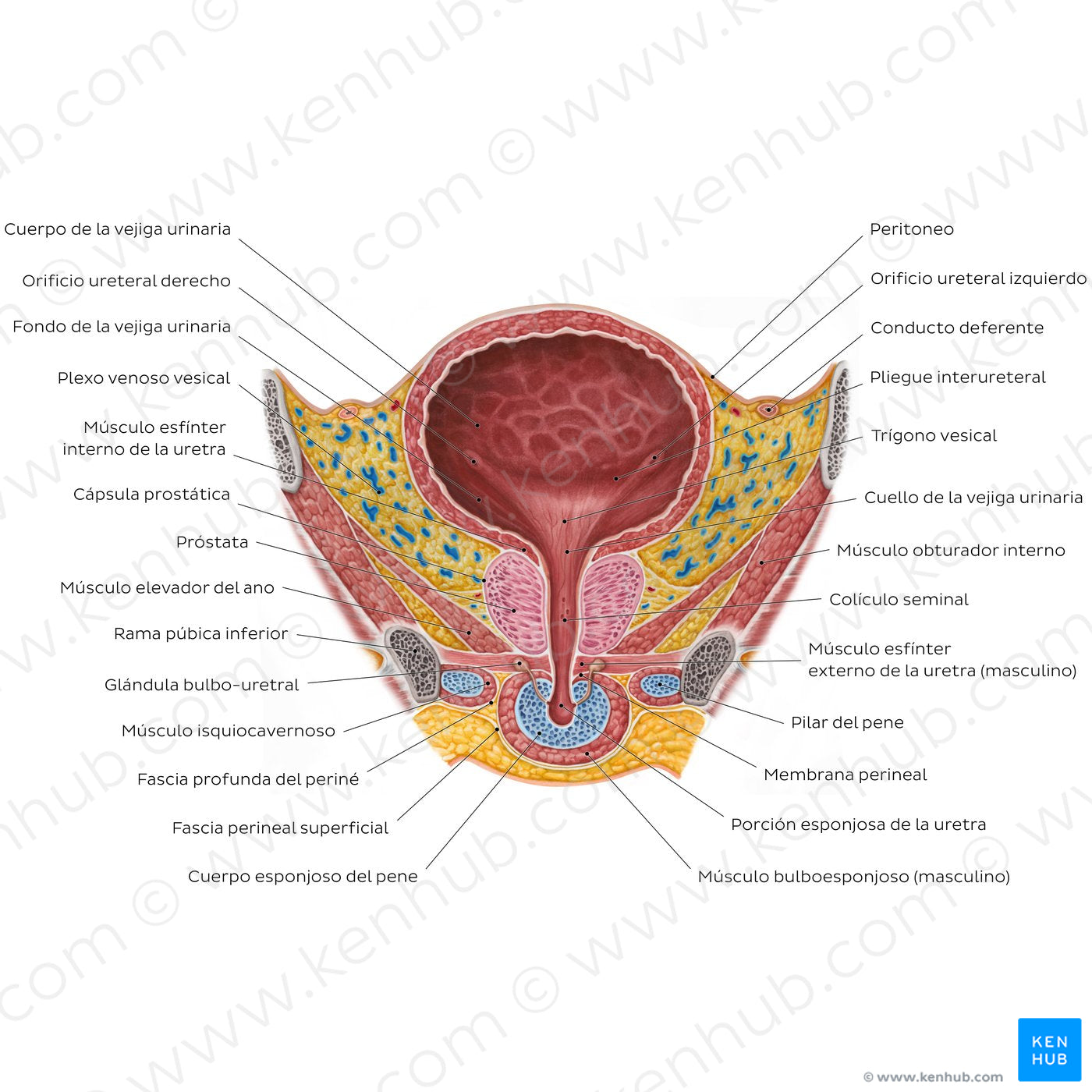 Male urinary bladder (Spanish)