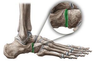 Calcaneocuboid joint (#18981)