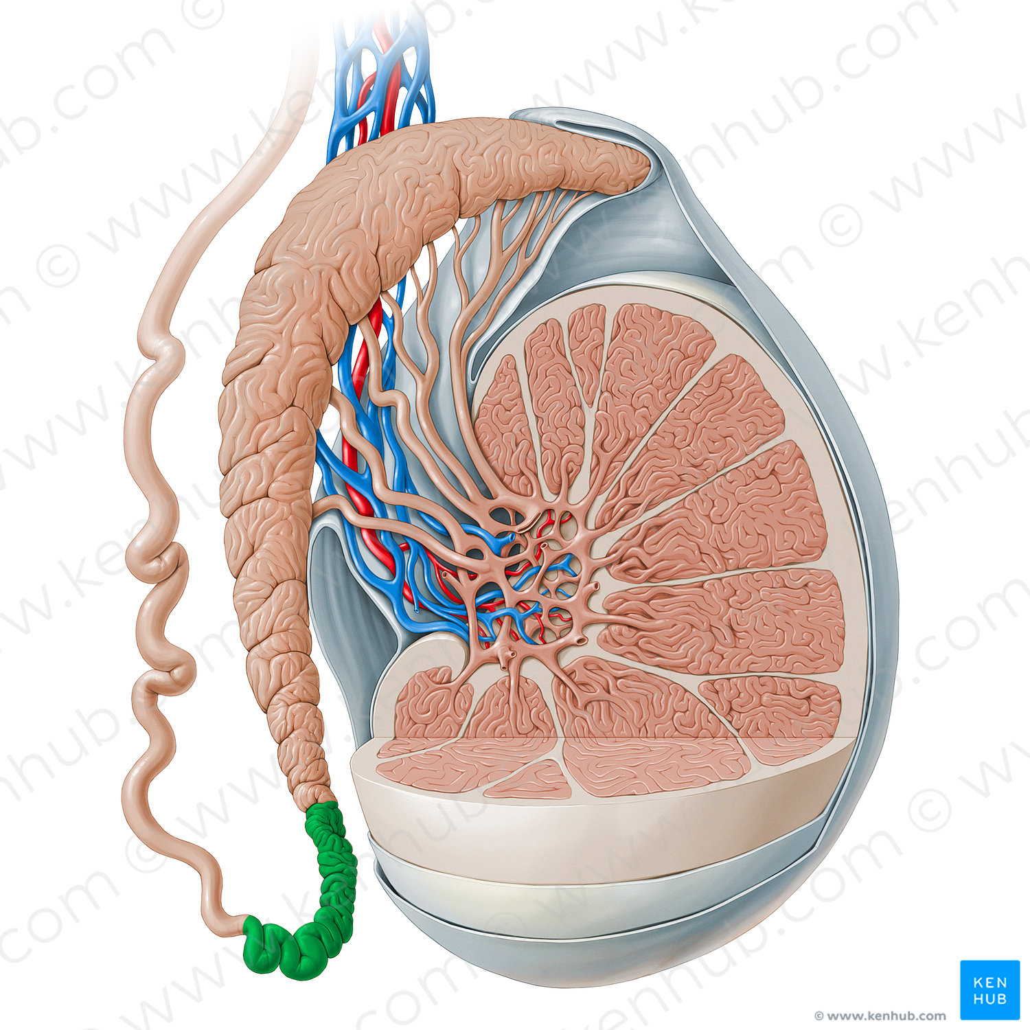 Tail of epididymis (#13528)