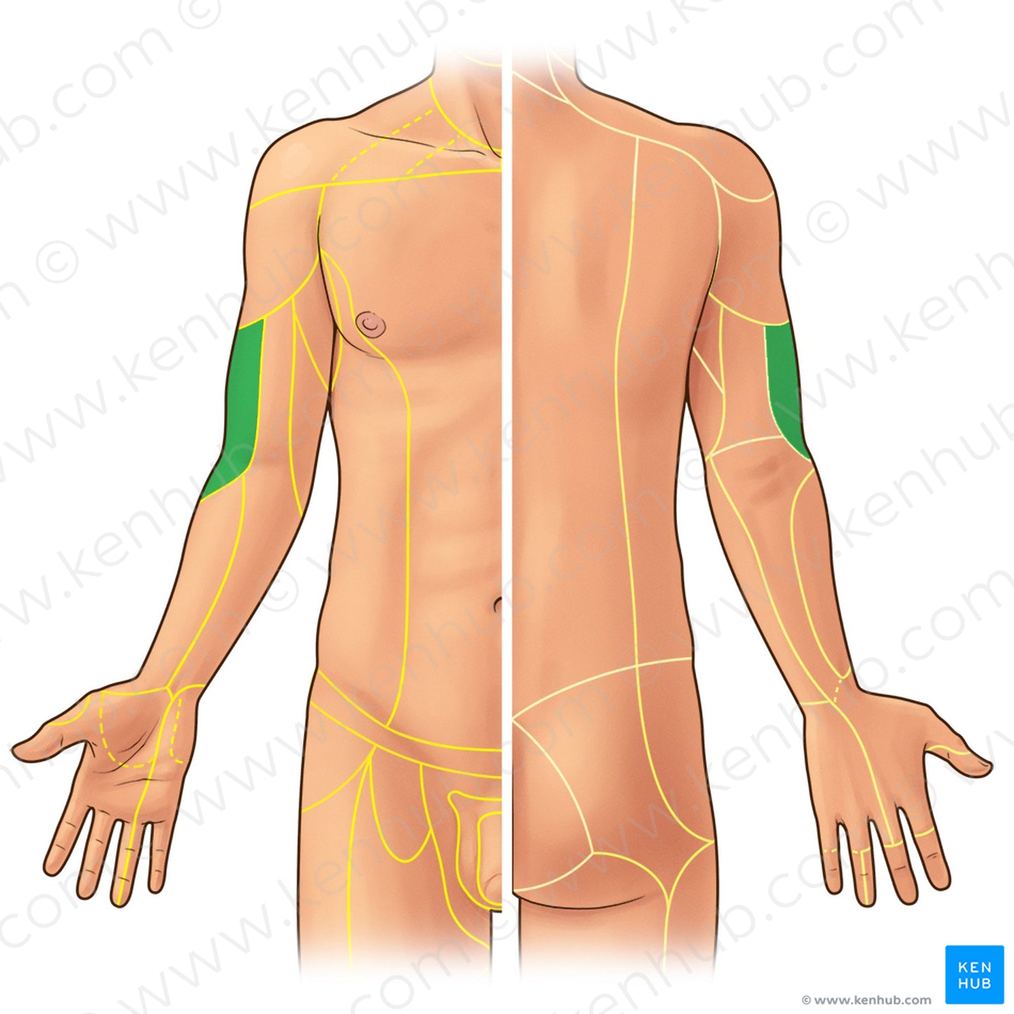 Inferior lateral brachial cutaneous nerve (#21909)