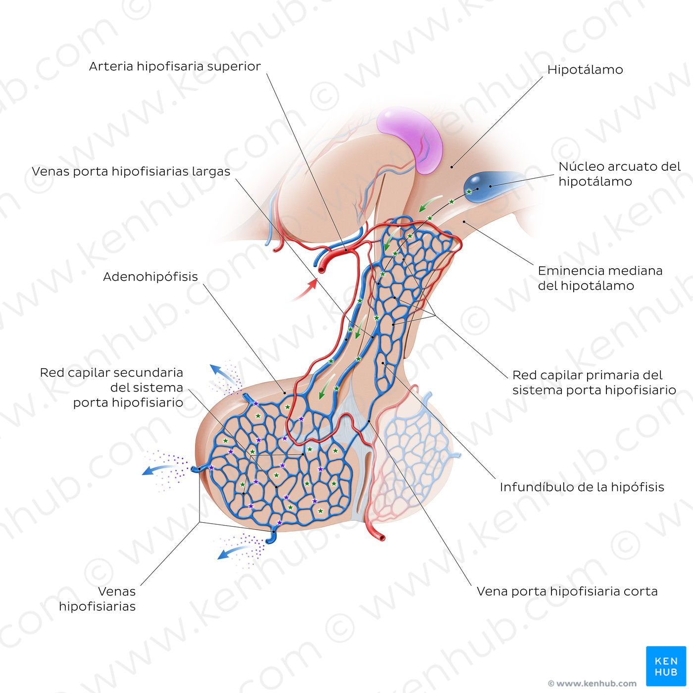 Hypophyseal portal system (Spanish)