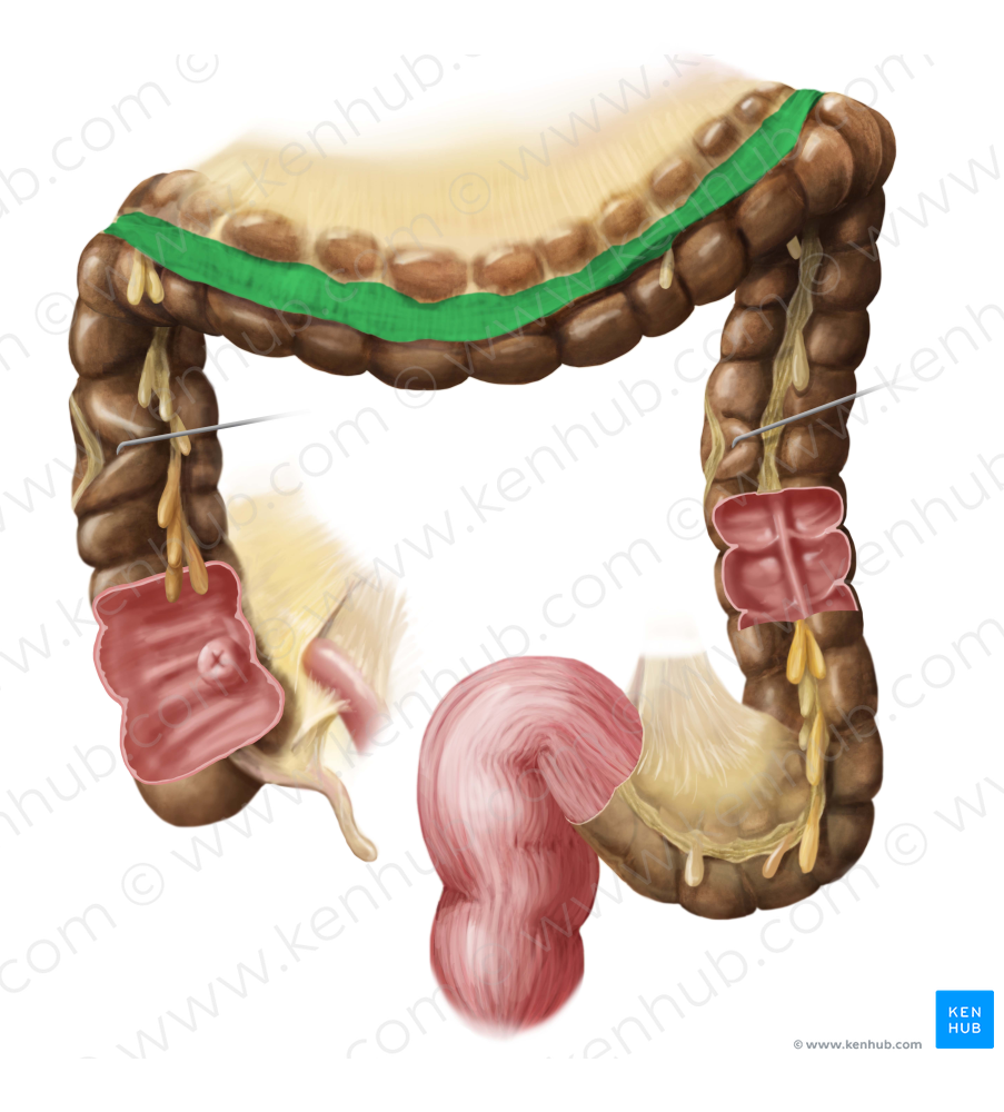 Greater omentum (#7323)