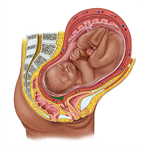 Uterine cavity (#19192)