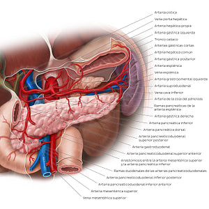 Arteries of the pancreas, duodenum and spleen (Spanish)