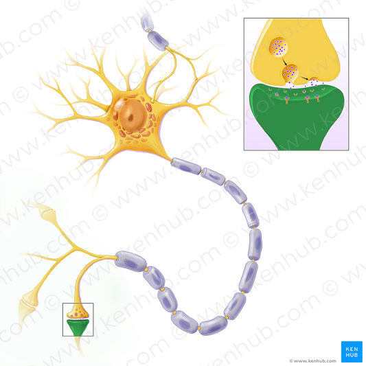 Postsynaptic terminal (#13594)