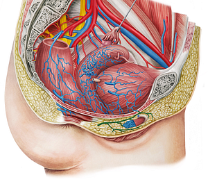 Right internal pudendal vein (#10505)