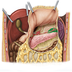 Left kidney (#8917)