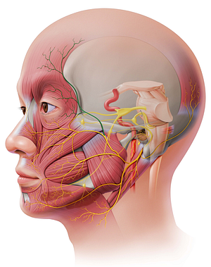 Temporal branches of facial nerve (#8571)